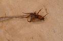 Uloborus_ZZ625_D7982_Z_88_North Stradbroke island_Australie